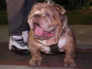 English Bulldog dogs for stud: Tyson - Ad 3