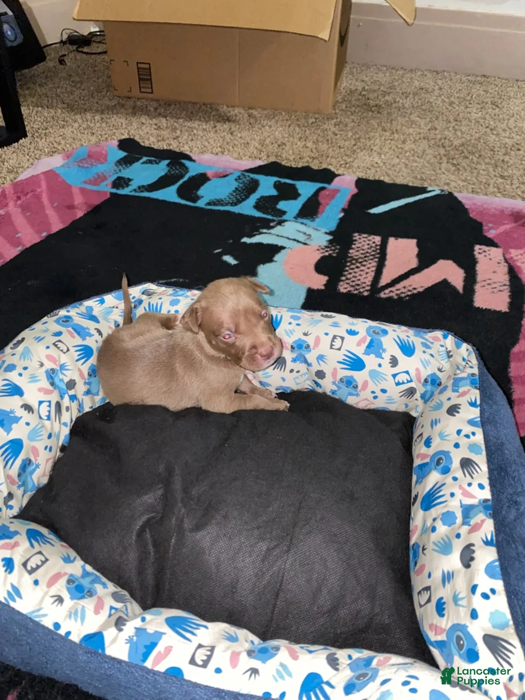 Mixed Breed dogs for sale: Boy 4 - Ad 2
