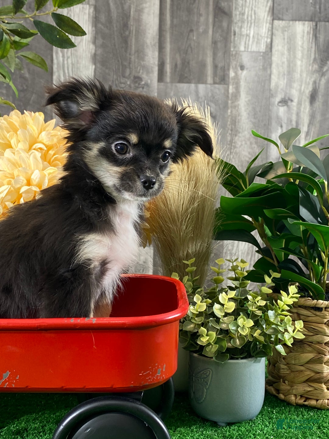 Chihuahua dogs for sale: Felicity  - Ad 2
