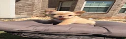 French Bulldog dogs for sale: Isabella  - Ad 7