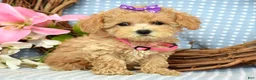 Maltipoo dogs for sale: Molly Xsmall - Ad 4