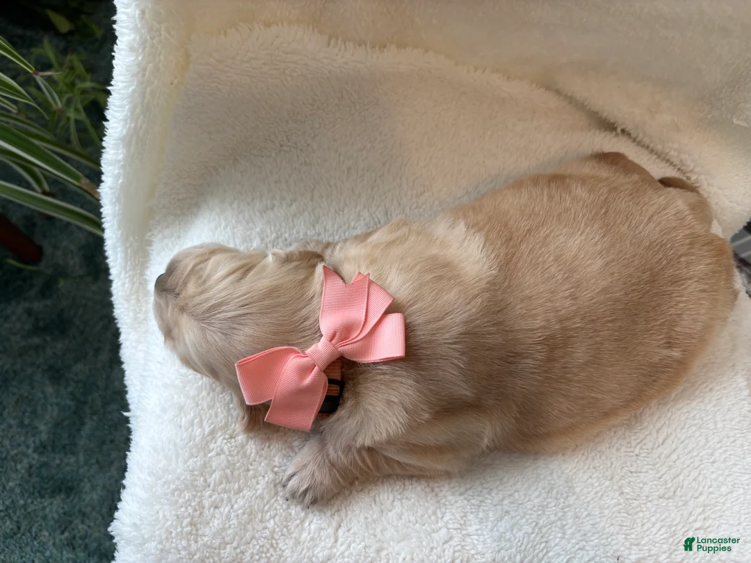 Golden Retriever dogs for sale: Grace  - Ad 12