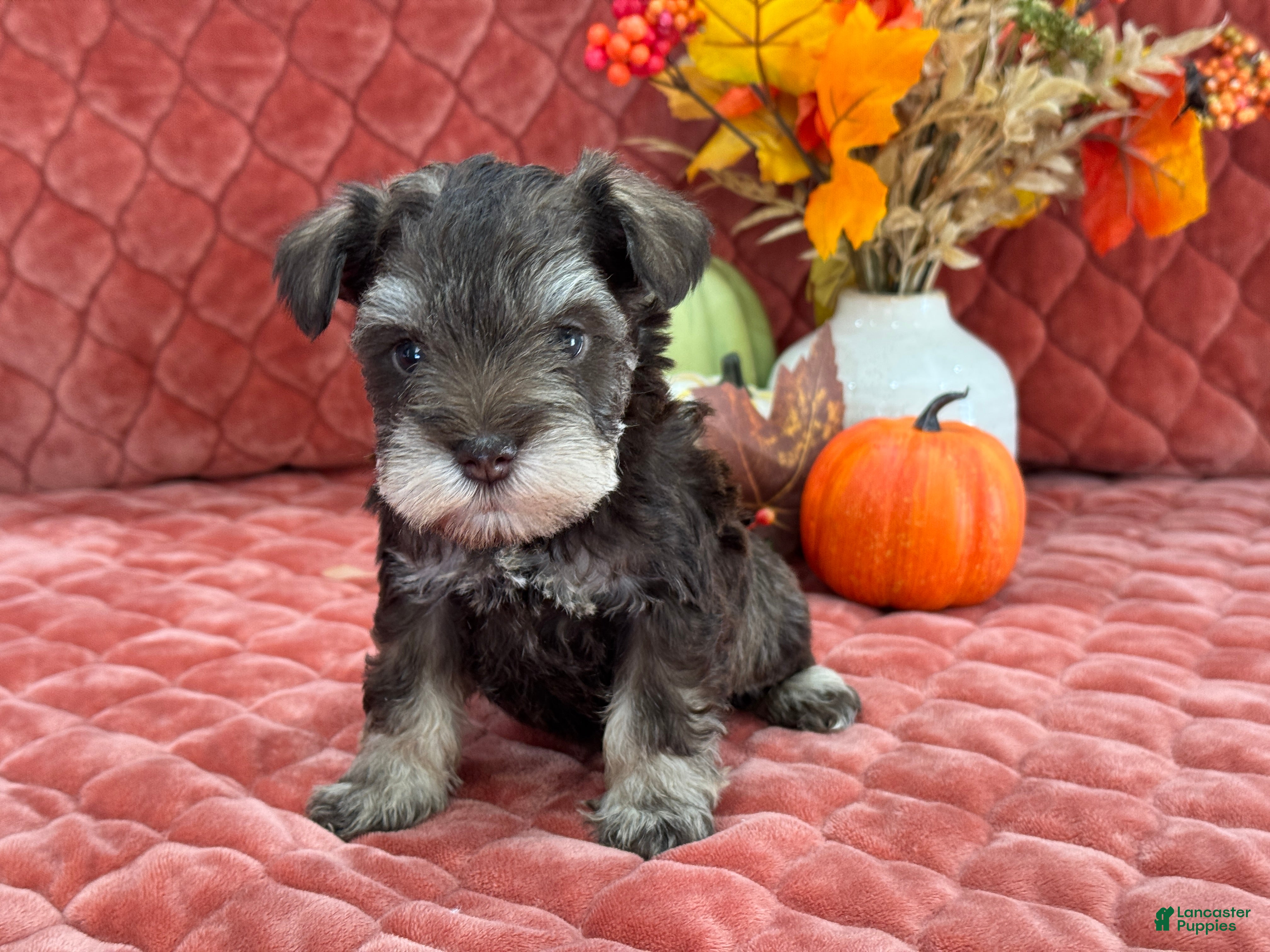 Miniature Schnauzer dogs Miracle Male 2 Liver and Tan Mega Coat AKC - Ad 12