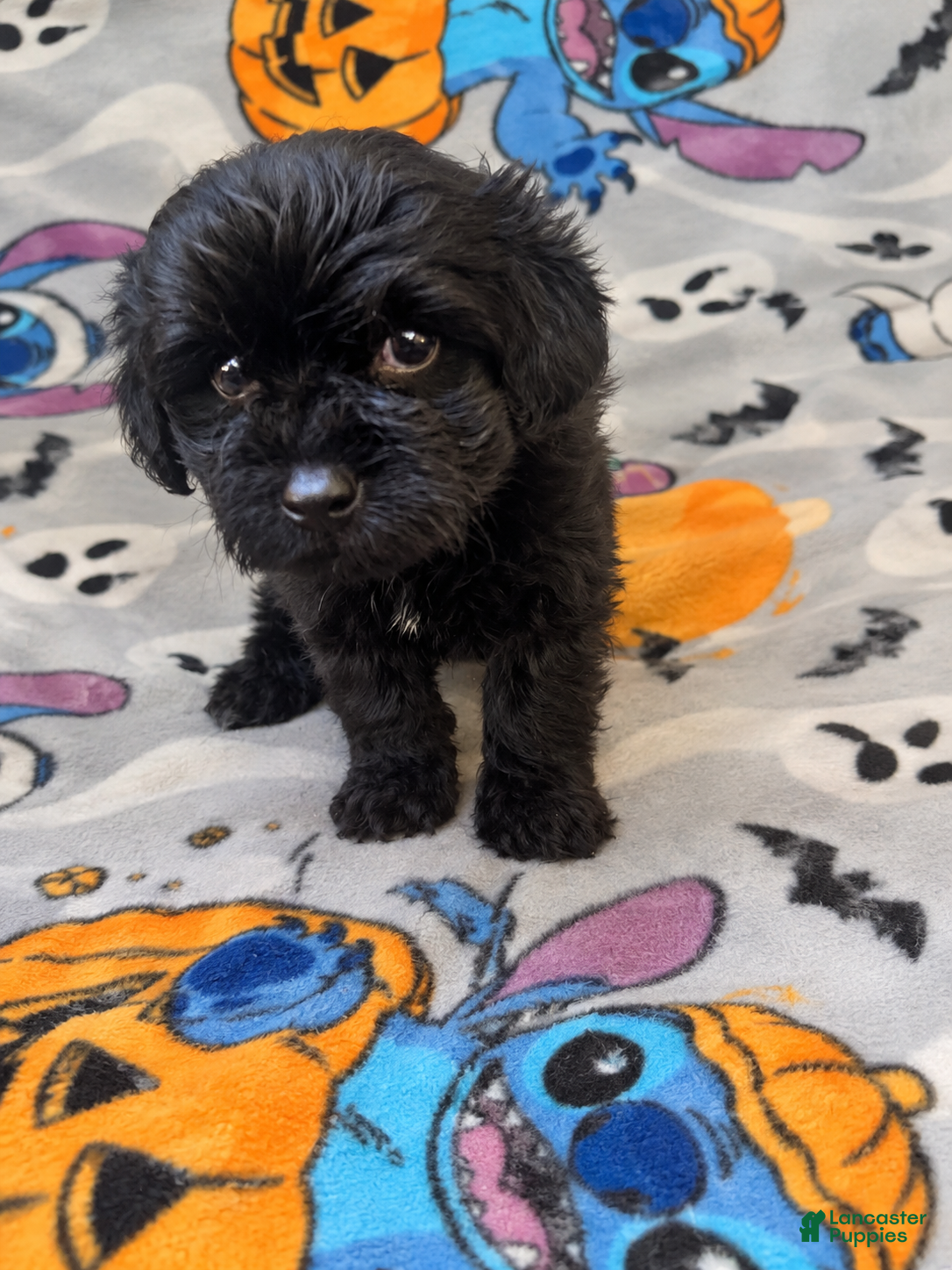 Yorkiepoo dogs for sale: Buckwheat  - Ad 13