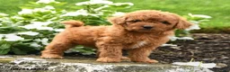 Miniature Labradoodle dogs for sale: Patsy - Ad 1
