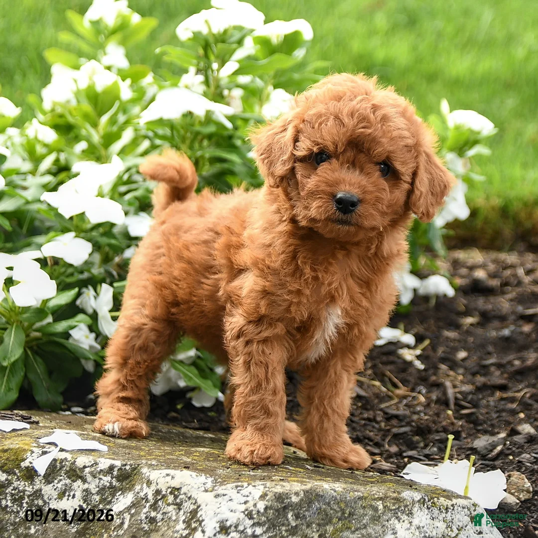 Miniature Labradoodle dogs for sale: Patsy - Ad 1