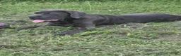 Cane Corso dogs for sale: Cane Corso 5 - Ad 3