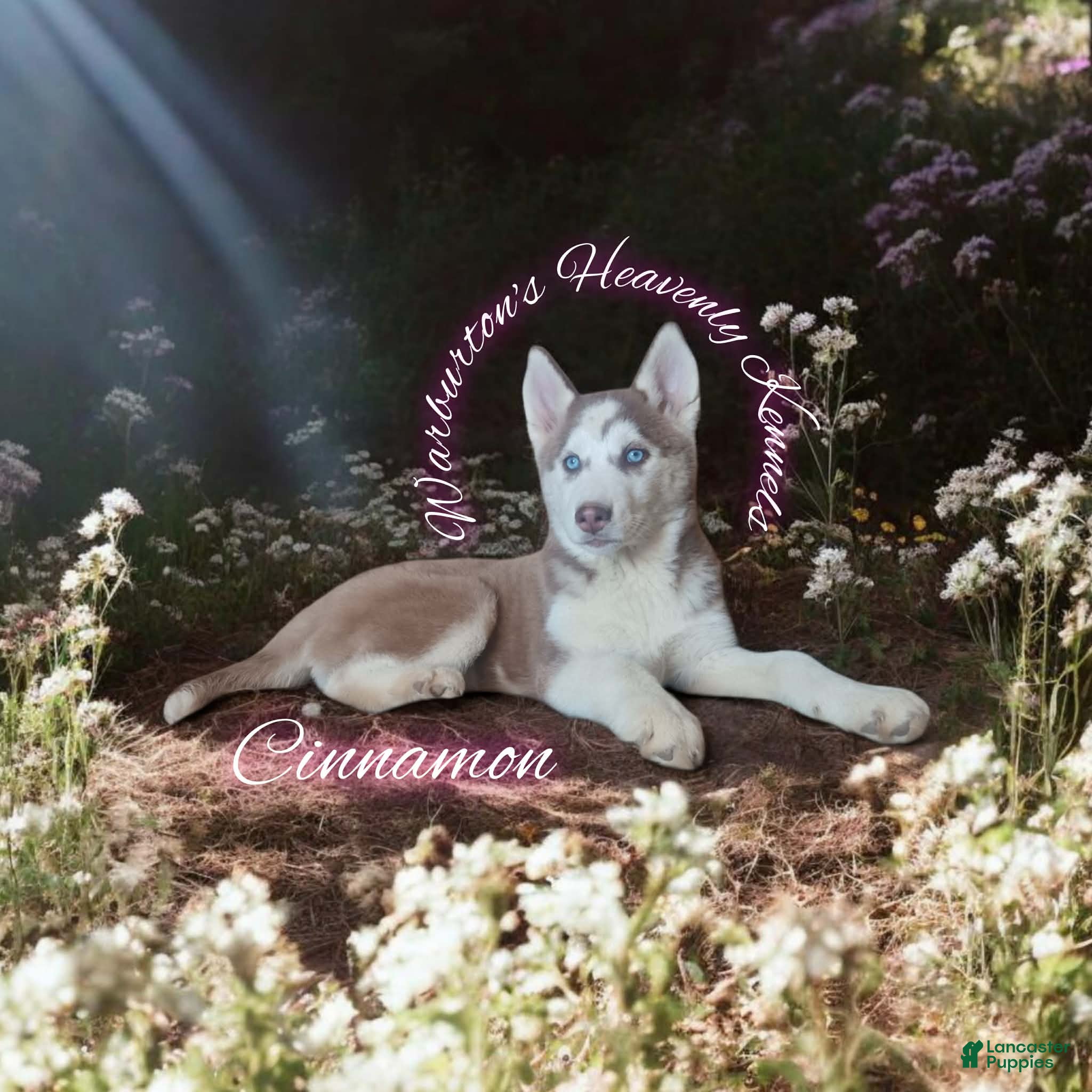 Siberian Husky dogs Cinnamon  - Ad 42
