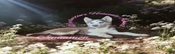 Siberian Husky dogs for sale: Cinnamon  - Ad 1