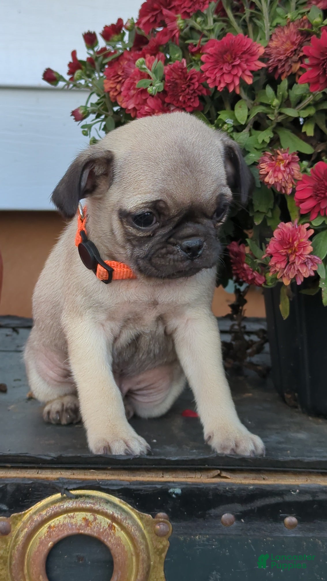Pug dogs Coke - Ad 2