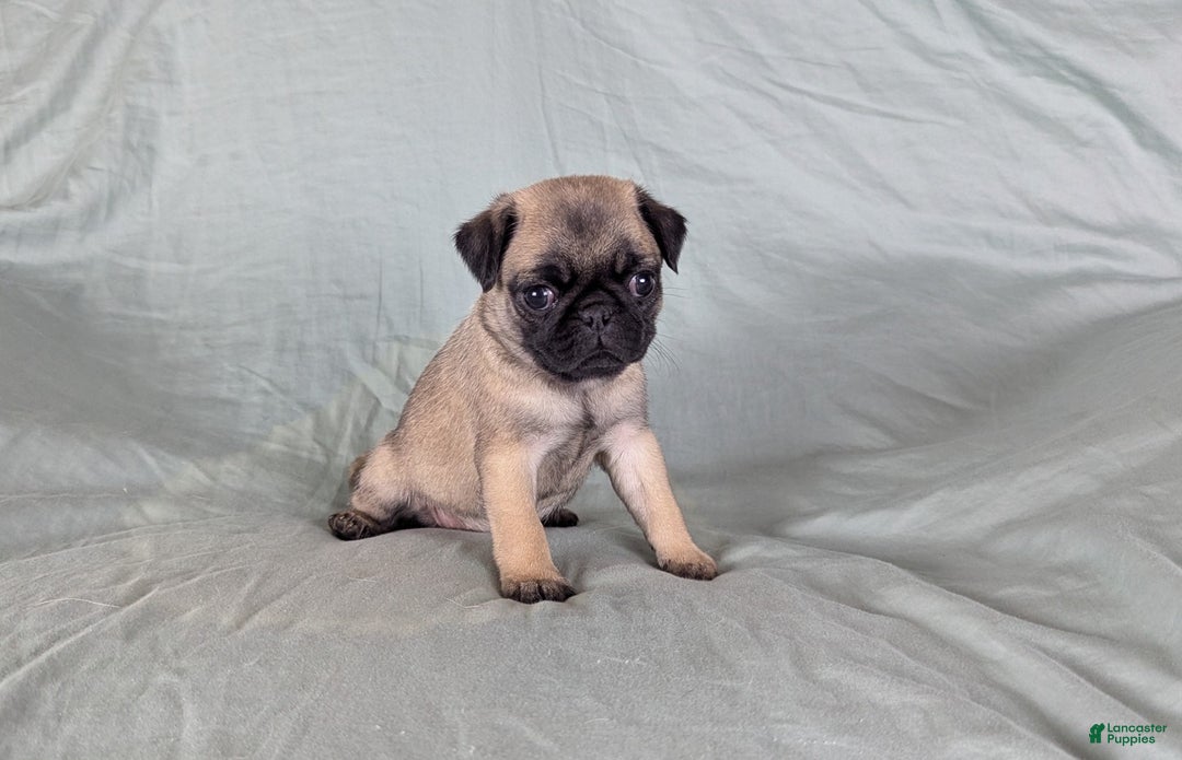 Pug dogs for sale: Luna - Ad 4