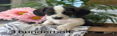 Thunderbolt