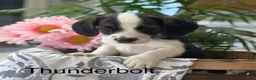 Mixed Breed dogs for sale: Thunderbolt - Ad 1