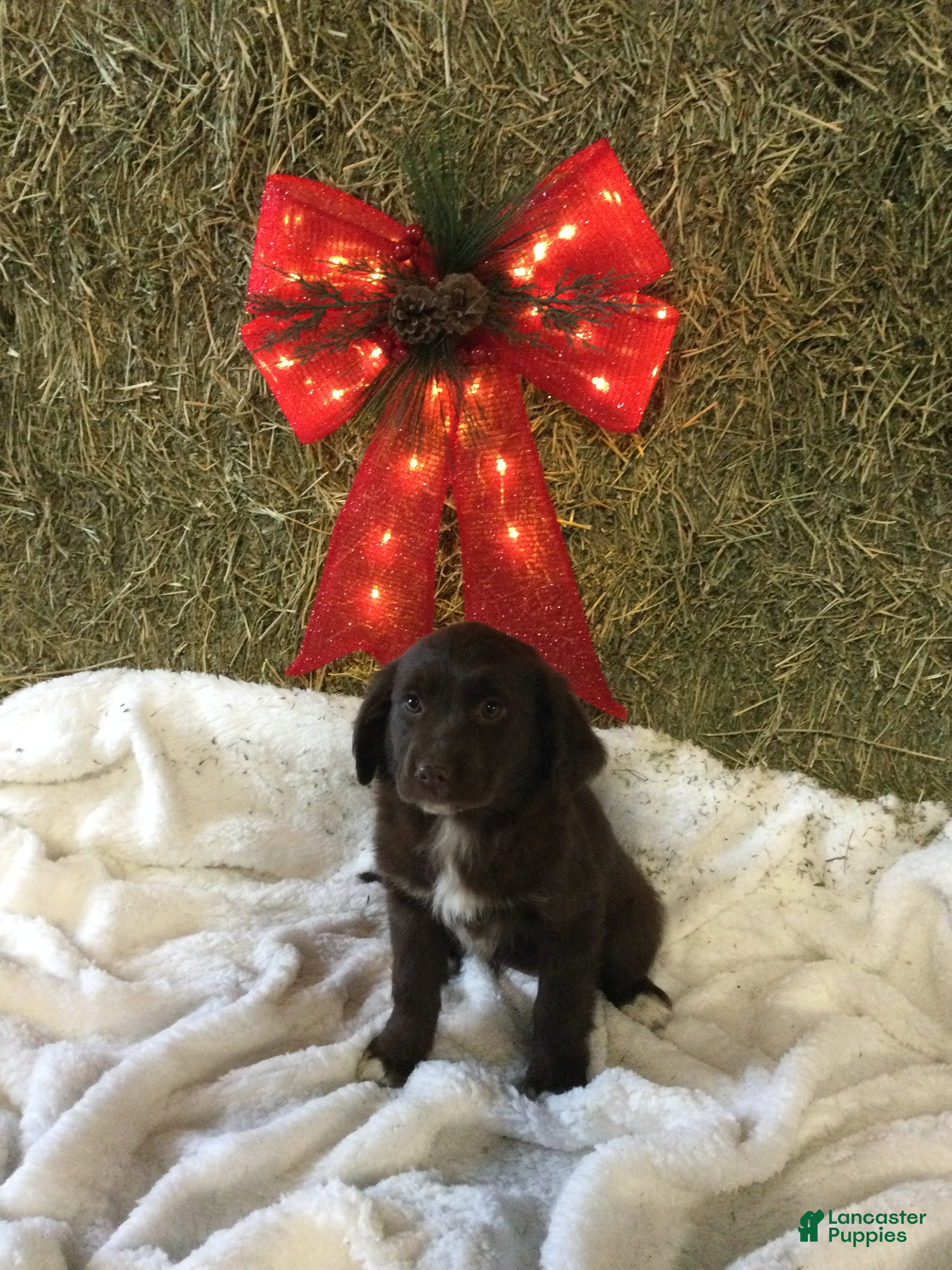 Mixed Breed dogs Mae - Ad 16