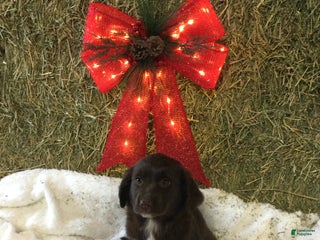 Mixed Breed dogs Mae - Ad 6