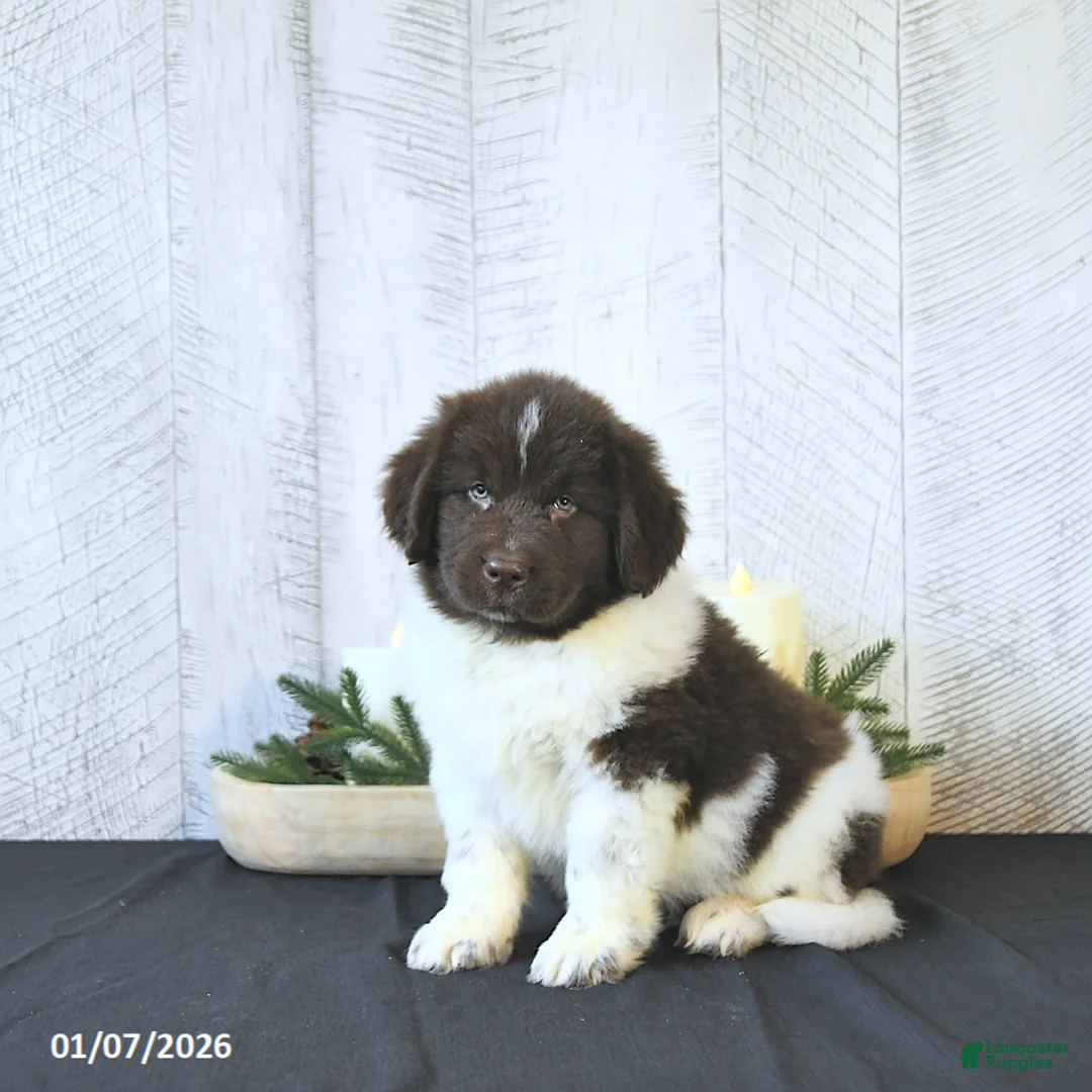 Newfoundland dogs for sale: Gunner  - Ad 7
