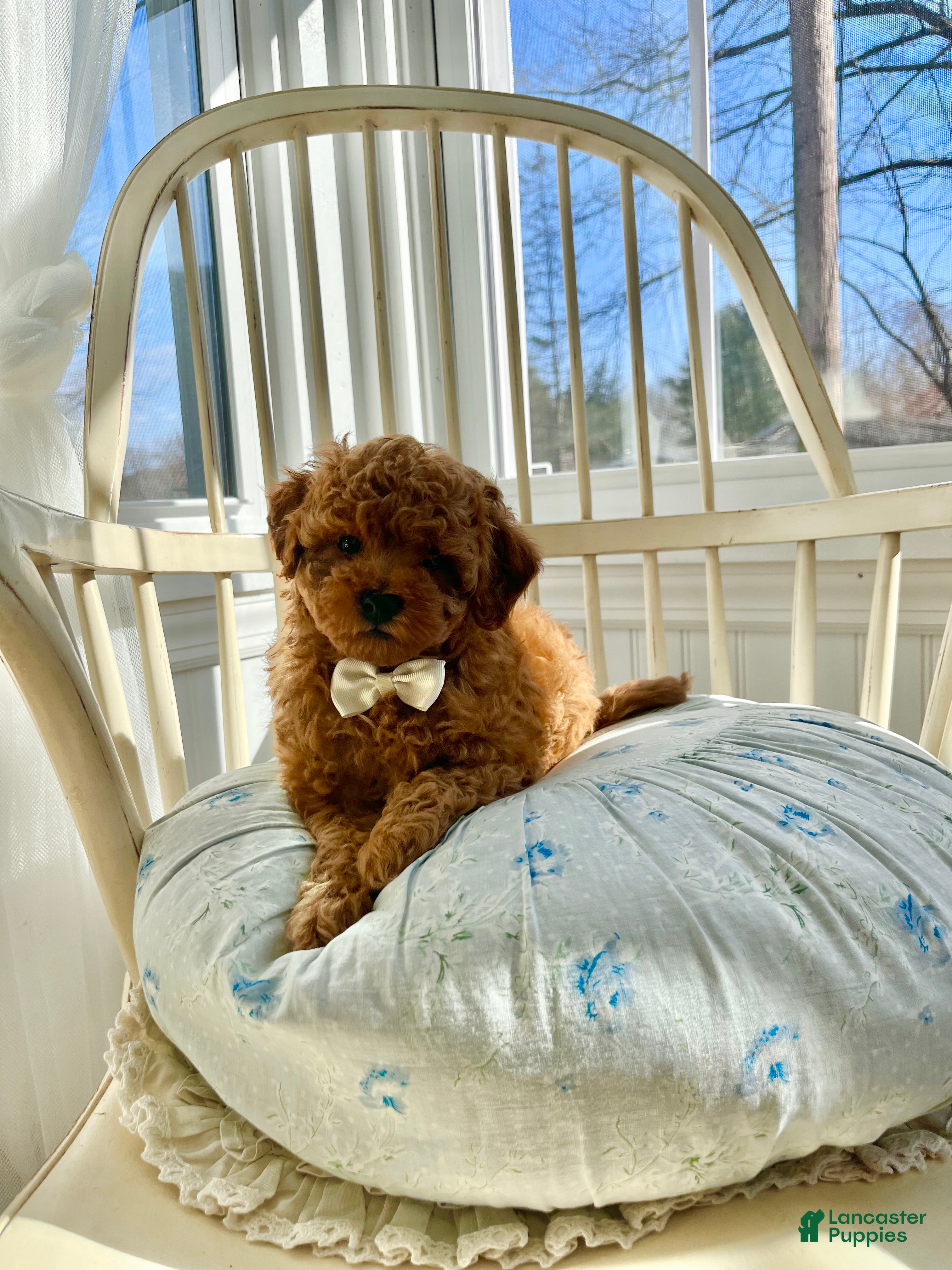 Cavapoo dogs for sale: Beau (Bo) - Ad 1