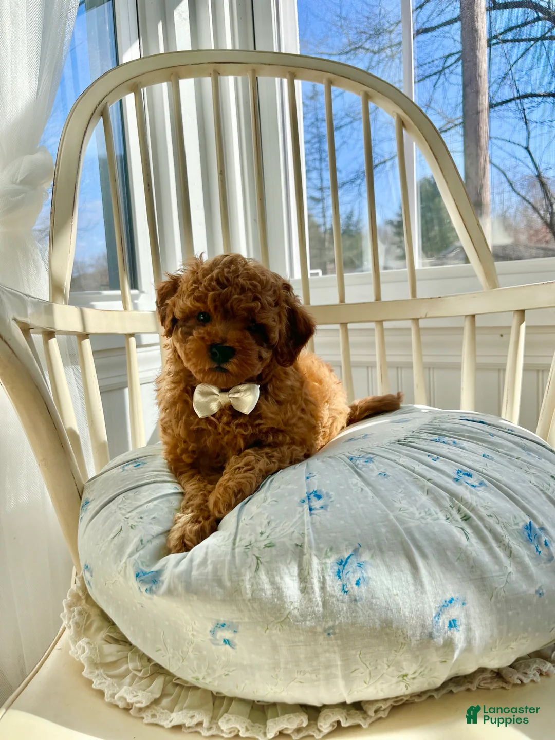 Cavapoo dogs for sale: Beau (Bo) - Ad 1