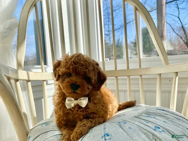 Cavapoo dogs for sale: Beau (Bo) - Ad 1