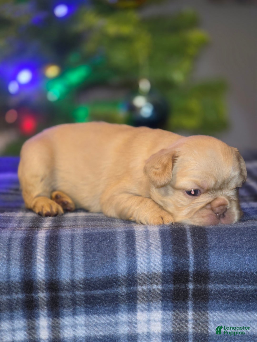 French Bulldog dogs for sale: Female 1 - Ad 2