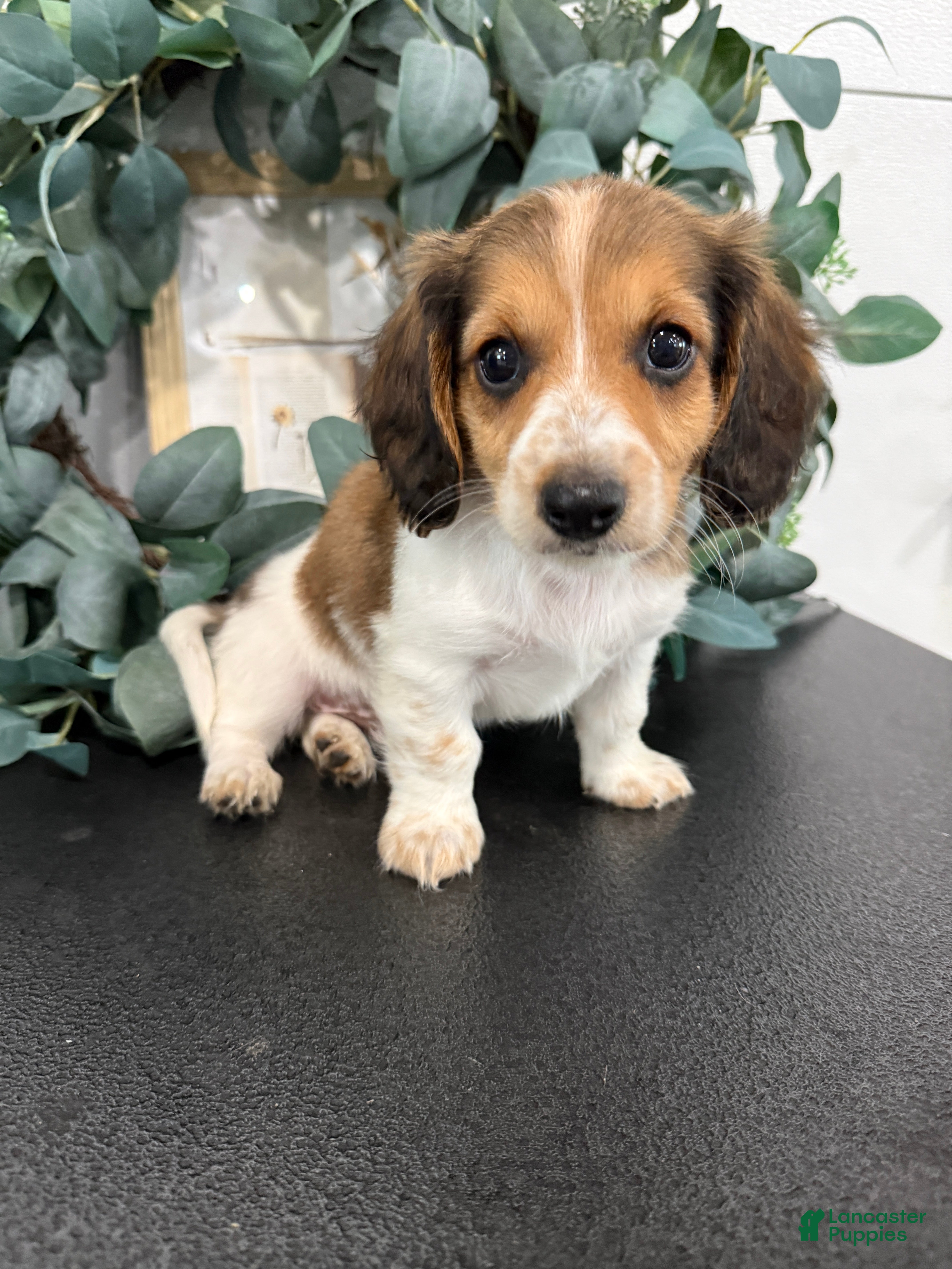 Miniature Dachshund dogs Romeo - Ad 2