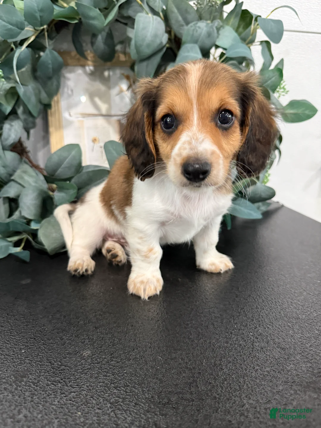 Miniature Dachshund dogs for sale: Romeo - Ad 2