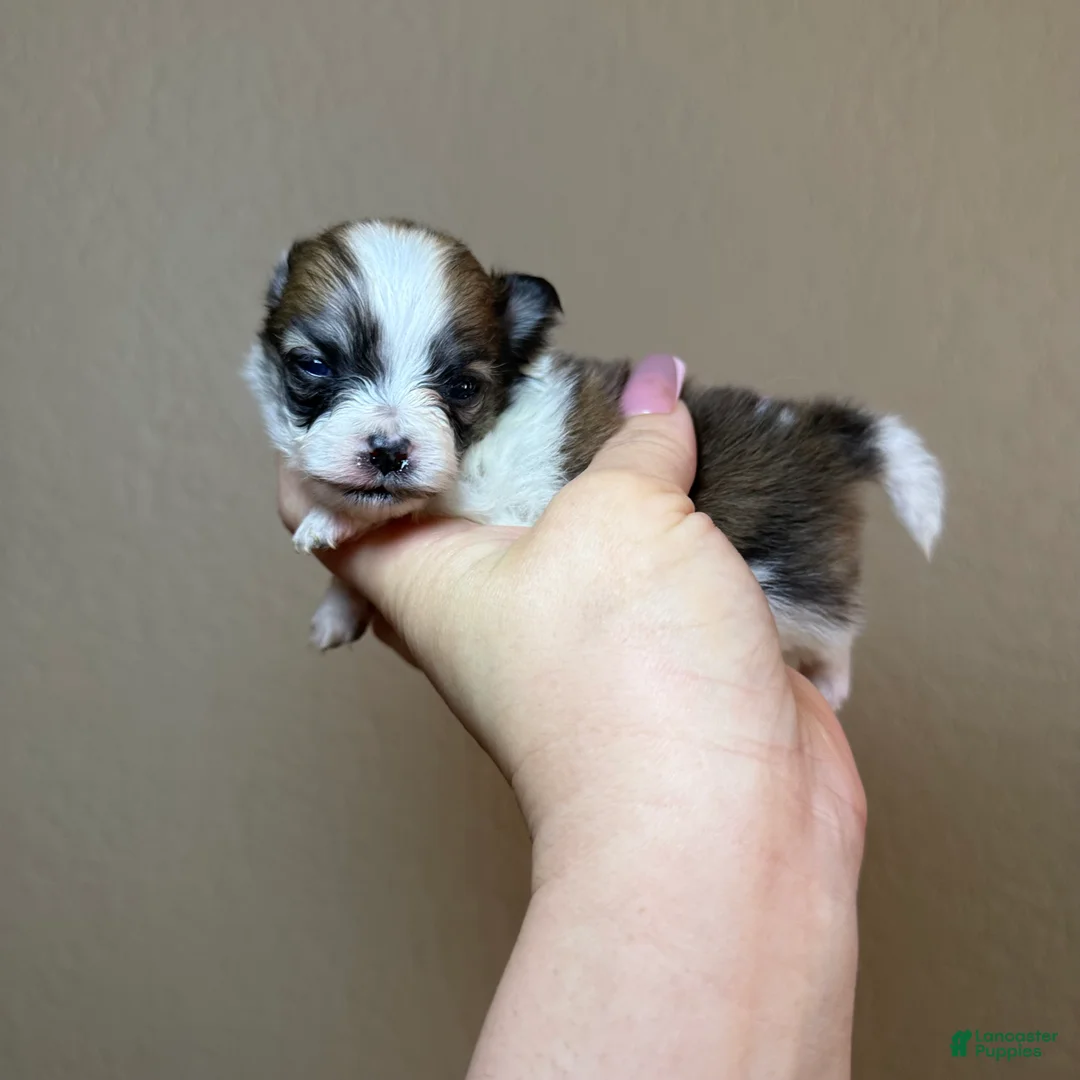 Pomeranian dogs for sale: Lailani - Ad 1