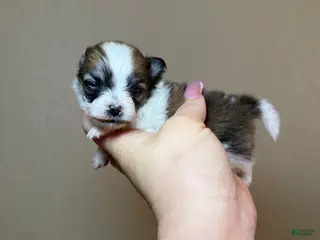 Pomeranian dogs Lailani - Ad 21