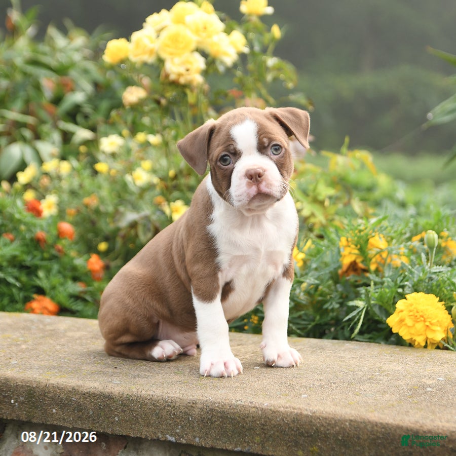 Boston Terrier dogs for sale: Walker - Ad 4