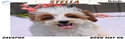 Cavapoo dogs for sale: Stella - Ad 1