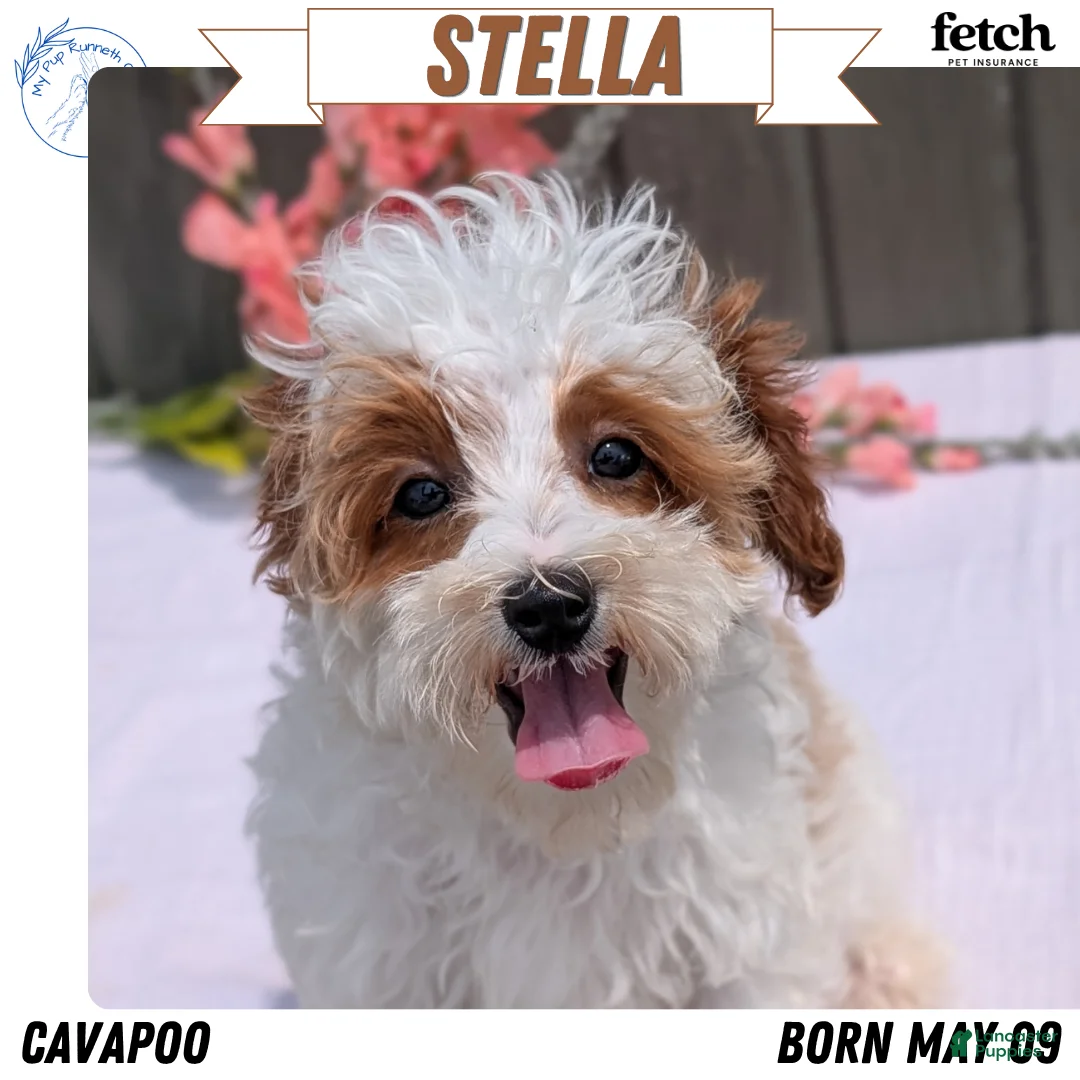Cavapoo dogs for sale: Stella - Ad 1