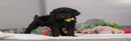Standard Poodle dogs for sale: Braden - Ad 2