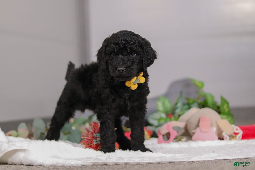 Standard Poodle dogs for sale: Braden - Ad 2