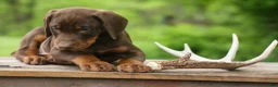 Doberman Pinscher dogs for sale:  Dexter (Red Rust)🐶 - Ad 2