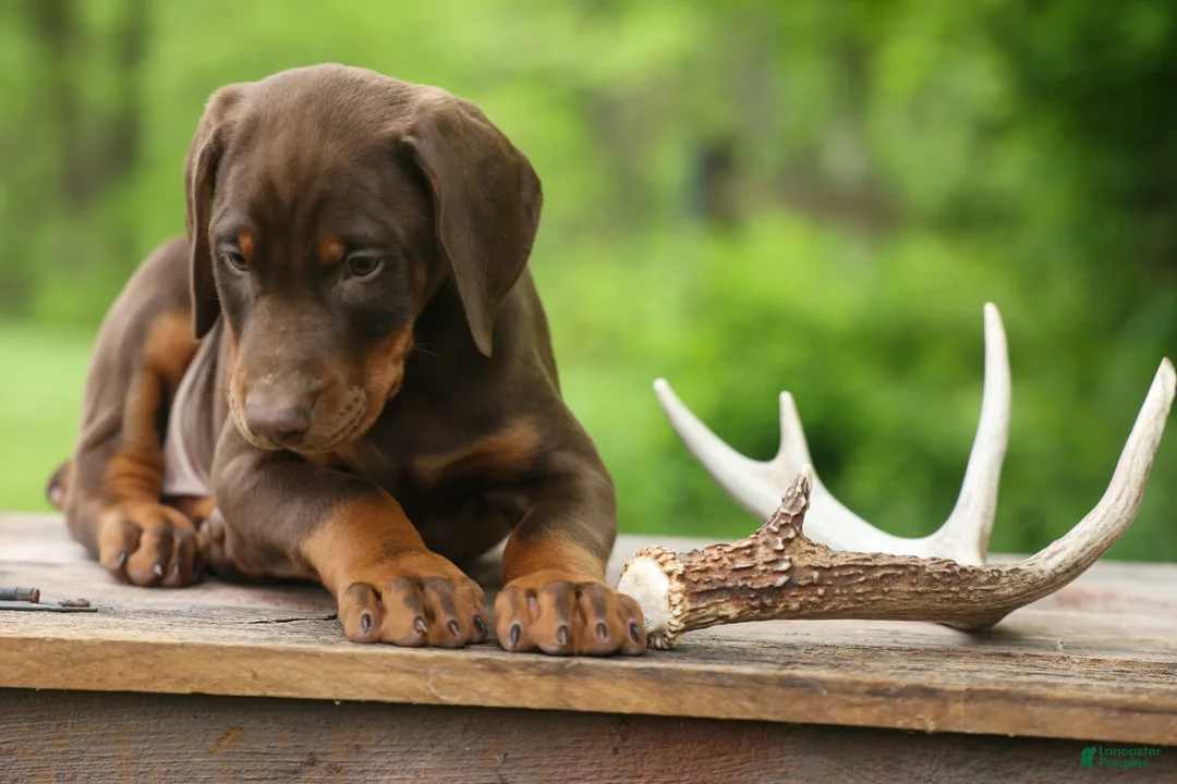 Doberman Pinscher dogs for sale:  Dexter (Red Rust)🐶 - Ad 2