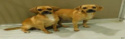 Mixed Breed dogs for sale: Bella - Ad 15