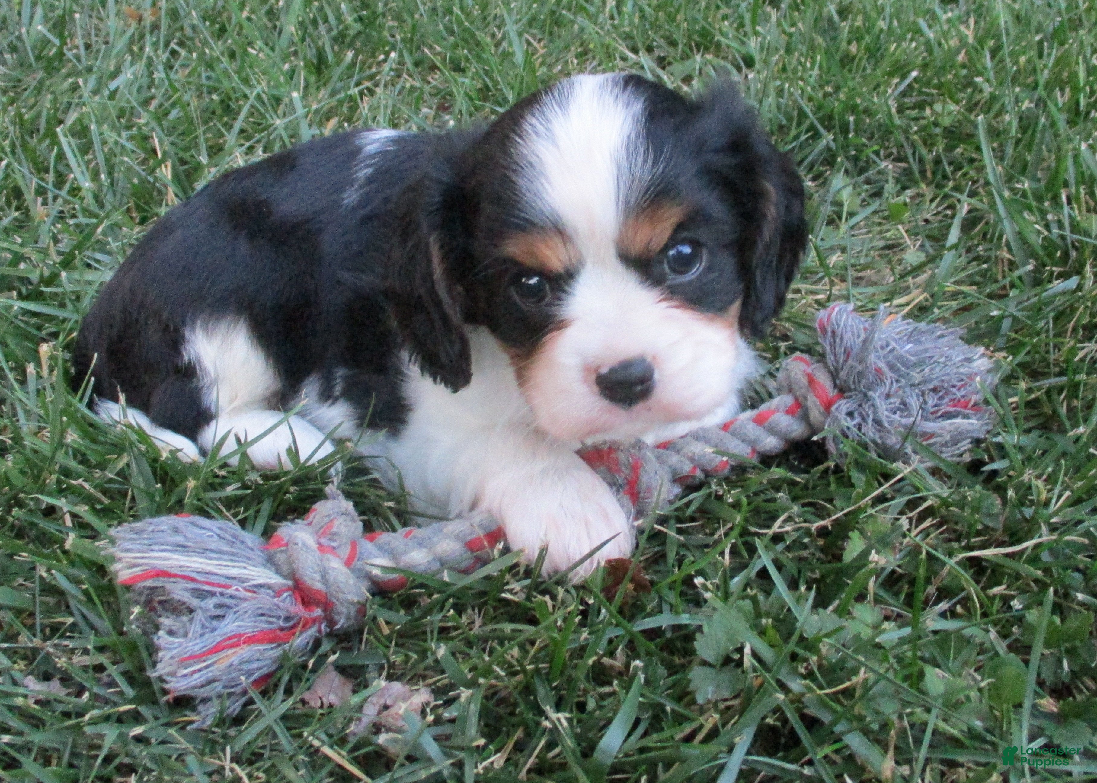 Cavalier King Charles Spaniel dogs Baxter - Ad 1