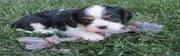 Cavalier King Charles Spaniel dogs for sale: Baxter - Ad 1