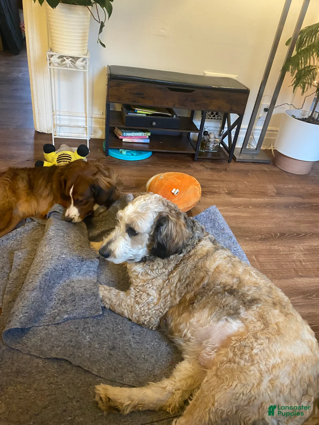 Bernedoodle dogs for sale: Bernedoodle Puppy 9 - Ad 14