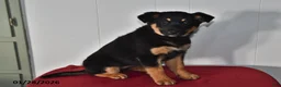 Mixed Breed dogs for sale: Natalie - Ad 3