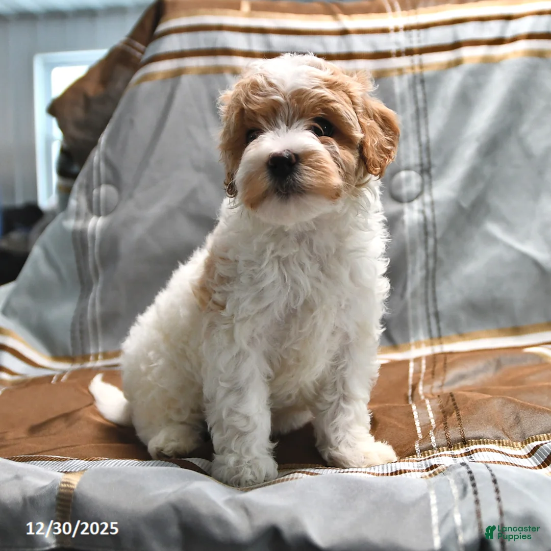 Goldendoodle dogs for sale: Maggie - Ad 8