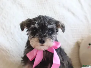 Miniature Schnauzer dogs Shelly Special Needs - Ad 4