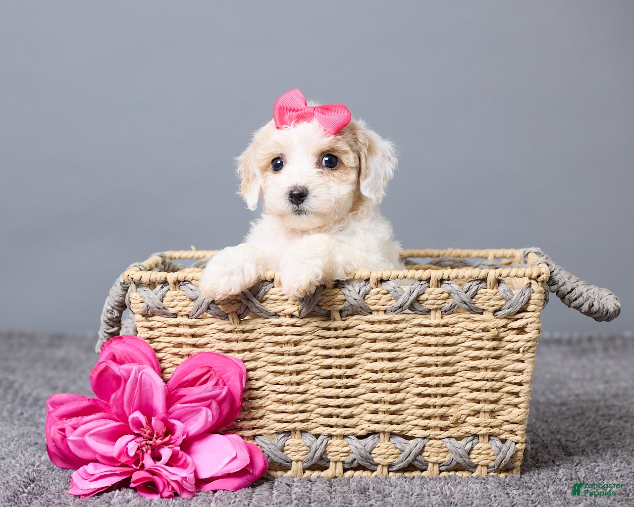 Bichpoo dogs Kiana - Ad 1