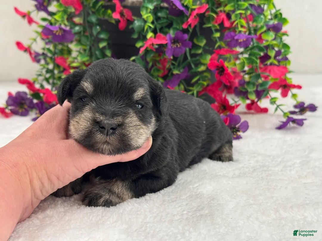 Miniature Schnauzer dogs for sale: Mae Male 1  - Ad 2