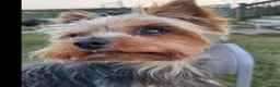 Yorkshire Terrier dogs for sale: Yorkshire Terrier Merle girl #1 - Ad 7