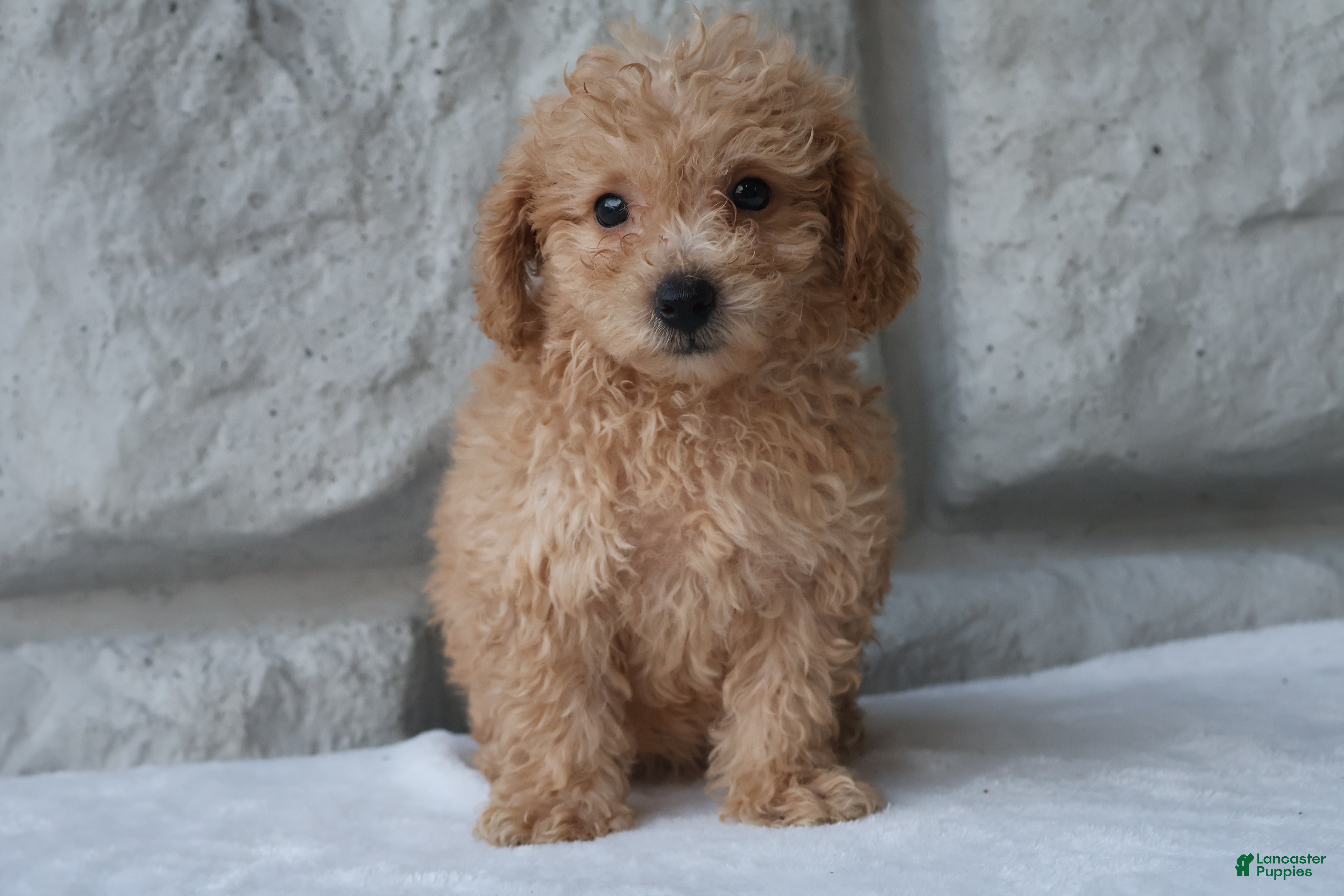 Bichpoo dogs Maverick - Ad 2