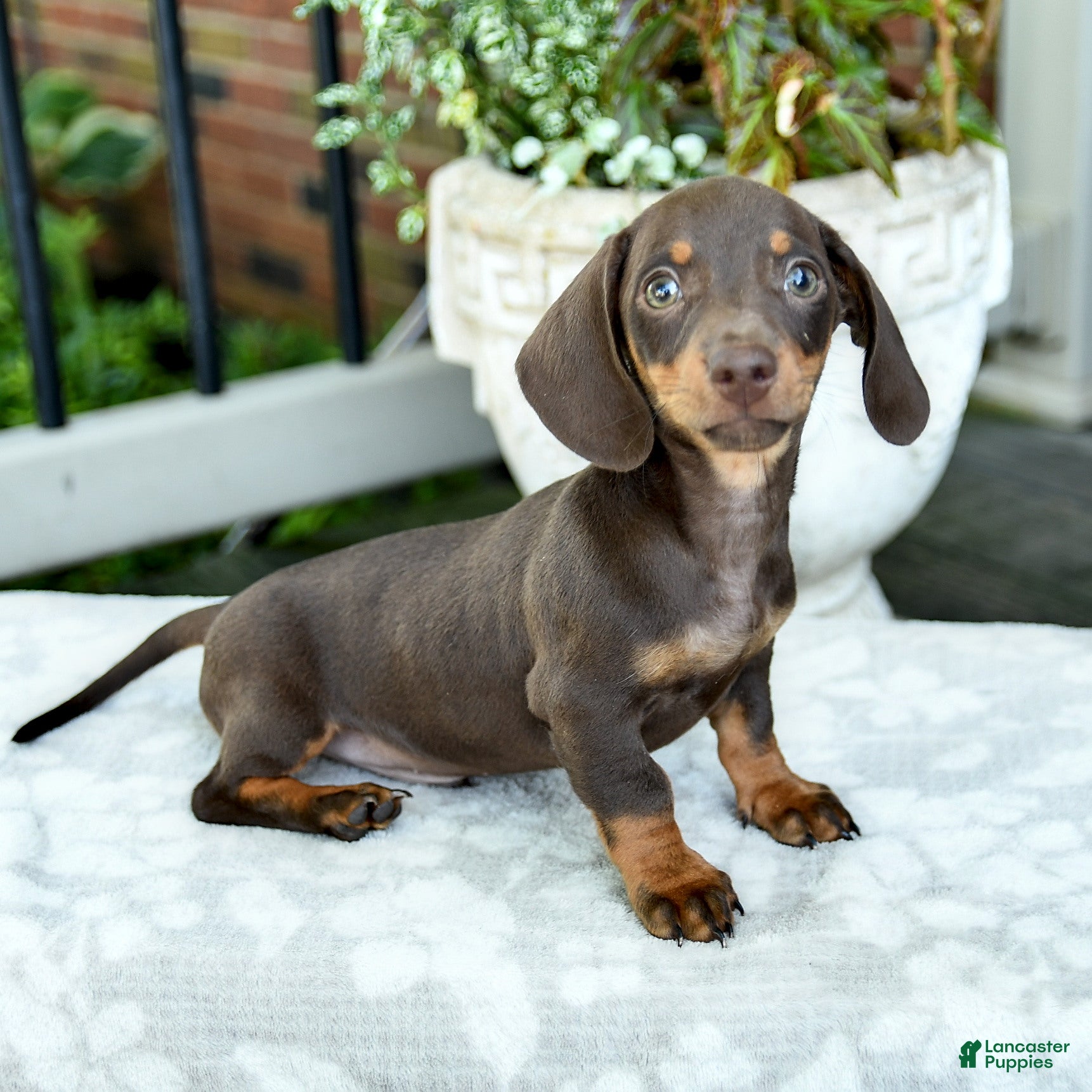 Miniature Dachshund dogs Dorian - Ad 1
