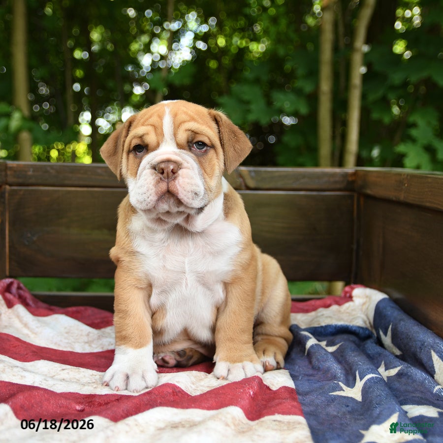 Olde English Bulldogge dogs Simbo - Ad 2