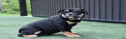 Olde English Bulldogge dogs for sale: Westley - Ad 2