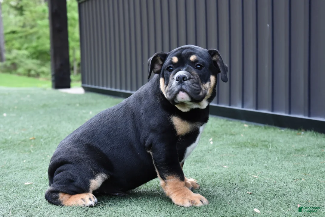 Olde English Bulldogge dogs for sale: Westley - Ad 2